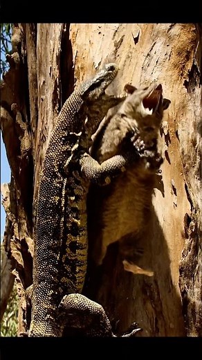 Lace Monitor: The Tree-Climber's Nightmare #lizard #animals #wildlife #shorts