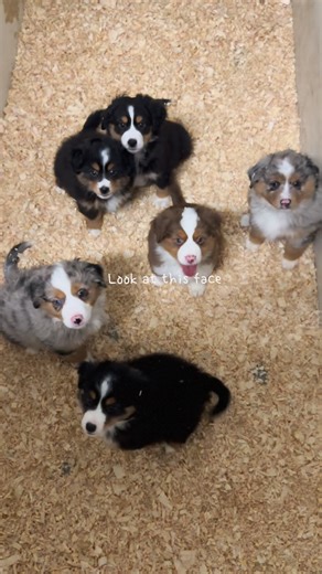 https://www.bergeraustralienminiature.com/nos-chiots-a-adopter | Berger Australien Miniature / Miniature Australian Shepherd