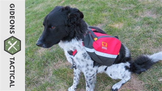 Mountainsmith K9 dog pack review for active outdoor dogs