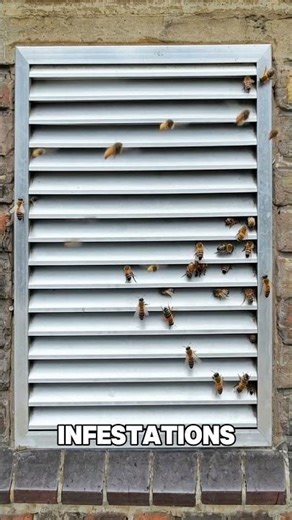 🏡 Preventative Pest Care for Peace of Mind