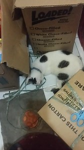 Pano ka matapos kung May nanggugulo Sayo!! Pag Ikaw di makahuli ng mababait Wala Kang catfood!🤣😁 | Lrehn Alucnivda