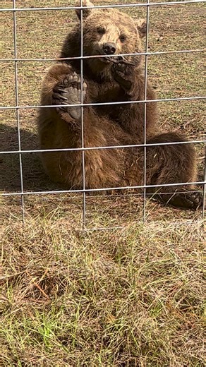23K views · 477 reactions | Gahhhhhhhh Izzy is the cutest little grizzly bear. Look at those toe beans 梁梁we are 501(c)(3) nonprofit bear rescue #grizzlybear #bear #bears #grizzly #bearsofinstagram #toebeans #toesies #bearfeet #barefeet #feet #cute #adorable #playing #fun | Grizzly Ranch Bear Rescue | Facebook