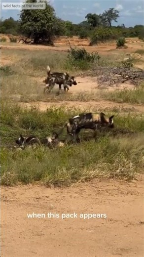 HELL HUNTER OF AFRICA! Iganyana / African Wild Dog (Lycaon pictus), The Deadliest Killing Machine!