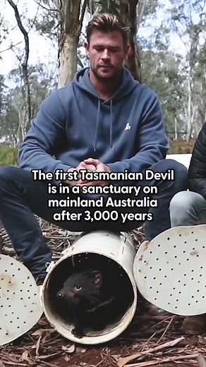 Simply ADORABLE 😍 Aussie Ark shared magical footage with us of @Chris Hemsworth releasing these Tasmanian Devil babies back into the wild for the first time in 3,000 years! We are celebrating Earth Month all of April! Check out @Aussie Ark and their work in securing the future of the Tasmanian Devil