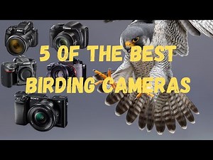 5 Best Birding Cameras: Mirrorless, DLSR and Superzoom
