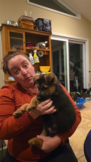 Meet the GSD puppies! Applications can be found on our website | Black Dogs & Company Rescue