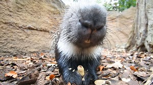 23K views · 4.2K reactions | Stachelschwein Barry knabbert ein paar...