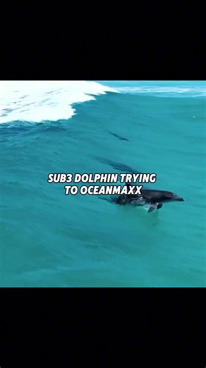 Exploring Sharks and Dolphins with JawMax