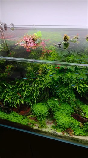 The best aquarium project ❤️🌿 Just magnificent 🤩