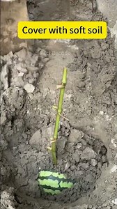 How do you plant a tree properly?#agriculture #plants #tree