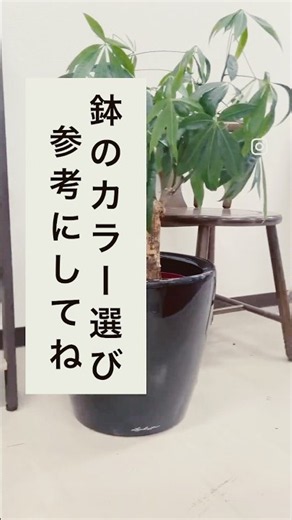 迷うのも楽しみの1つ！どのカラーを選びますか？ #レチューザ #lechuza #カラー #インテリアグリーン