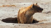 Hyène adulte debout dans un trou de sable regardant dans la savane,...