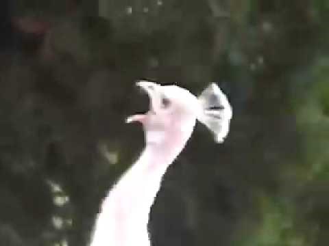 Peacocks Yelling #13