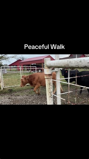 Peaceful Walk #farmhand #ranch #cows #peaceful