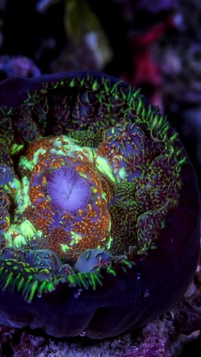 Join the world's largest Reef restoration effort. | Great Barrier Reef Foundation