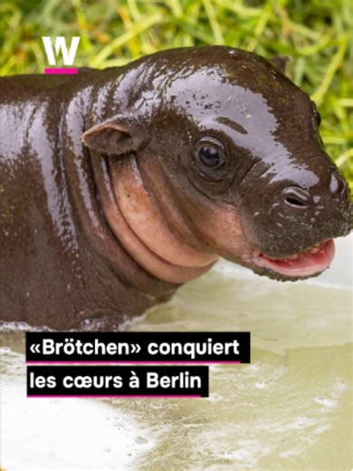 Bébé hippopotame pygmée né à Berlin : il s'appelle Brötchen