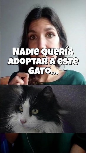 Nadie quería a este gato… y terminó siendo una LEYENDA