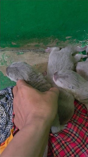 Memberi makan baby otter ll Feeding baby otters #siboni #sibona #otter #cute #animals