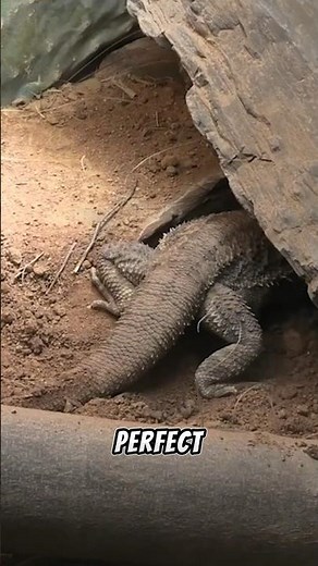 How to Make the Best Substrate for Bearded Dragons