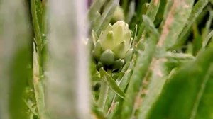 Watch Bi-Rite Market's Eat Good Food&colon; A Grocer's Guide to Shopping, Cooking & Creating Community Throug... on Amazon Live