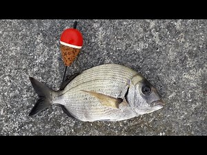 Pesca del Sargo con boya. Tutorial 2. Cómo montar todo el aparejo de pesca.