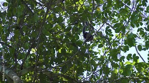 Marmoset monkey on tree at Sugar Loaf Mountain. Rio de Janeiro, Brazil.
