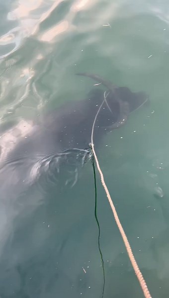 Buffalo Swims Underwater