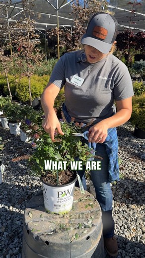 3K views · 29 reactions | Deadhead those Butterfly Bushes! To Produce more Blooms all season long! 請#butterfly #butterflybush #plantnursery #planttips #localbusiness #NorthCarolina #ValdeseNC | Settlemyre Nursery | Facebook