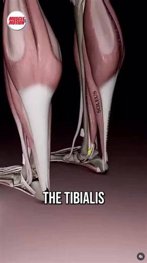 This muscle is absolutely key to foot & ankle health, but many overlook it. Here’s what you need to know to strengthen the Tibialis Posterior 💪🏼 | Conor Harris
