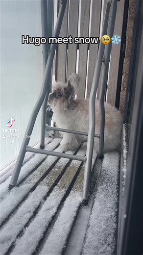 Mr Hugo on TikTok