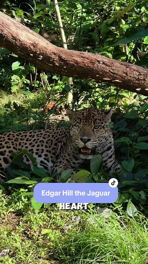 Meet Edgar Hill, a jaguar from the Human Jaguar Conflict Program. His altered behavior, linked to a damaged eye, led him to find a home at the Belize Zoo. 🐾 #fyp #parati #belizezoo #travelbelize #jaguar #jaguarsofbelize