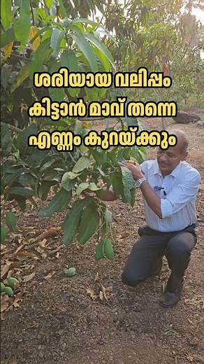Super Queen mangoes weighing up to 2 kg