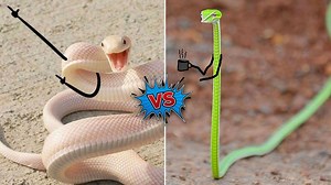 16K views · 194 reactions | Grabe Big vs Little snake  | Mabs Gaming | Facebook