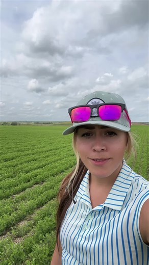 Lentil Farming Techniques and Fungicide Timing