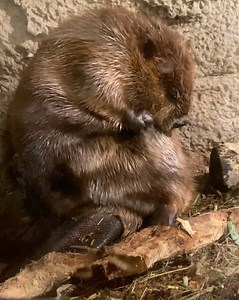 If you ever wanted a minute of just a beaver grooming, this is the video for you. 🤣 Beavers groom themselves frequently, to remove debris from their coat and catch parasites, as well as to waterproof it with oil produced from glands located on the underside of their abdomen. This water-repellent oil is distinct from the more well-known “castor oil” (or castoreum) which beavers use to scent-mark for communication. 🦫 | Arizona-Sonora Desert Museum