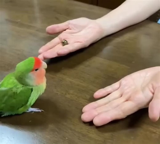 Love Parrots: Understanding Their Behavior and Care