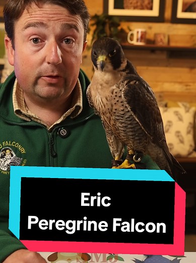 Meet Eric the Peregrine falcon, he's our fastest flying bird at SMJ Falconry #fastestanimal #peregrine #falcon #falconry #birdsofprey