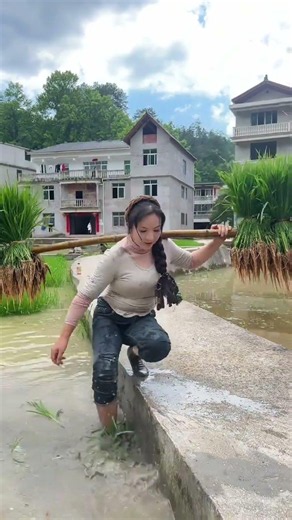 Rural Rice Transplanting: Watch the Seedlings Grow