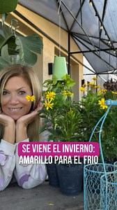 🌼✨ Se viene el frío y es el momento ideal para plantar Euryops 🌿❄️ Si querés una planta resistente, de fácil cuidado y con flores hermosas, ¡esta es la opción perfecta!🌱 💬 Contame en los comentarios si ya conocías el Euryops o si te gustaría tenerlo en tu jardín. #euryops #frio #invierno #plantasresistentes #plantas #naturaleza #garden #flores #floresamarillas #flowers #jardin | Roxy Tips
