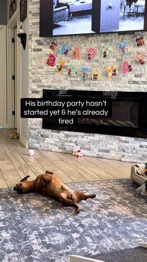 Wally the Dachshund Turns 7: Cute Birthday Party Moments