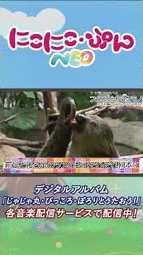 【どうぶつ】フタユビナマケモノ／「にこにこ・ぷん NEO」
