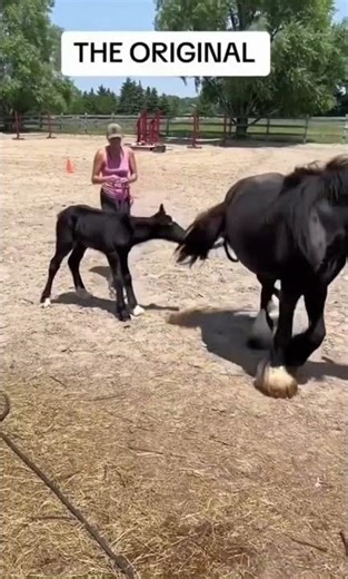 🐴 “Horses Gone Wild – Funniest Horse Moments Ever!”