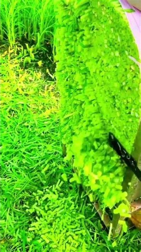 Water spinach packing techniques #farming #shorts