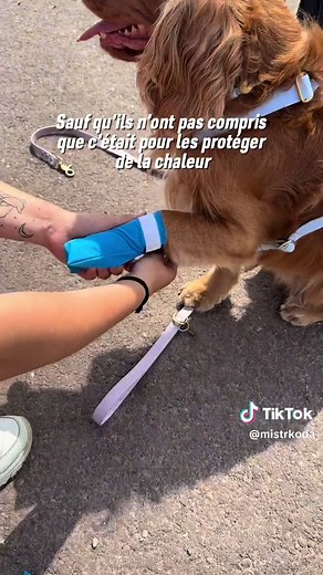 Chaussettes pour chiens : Protection contre la chaleur