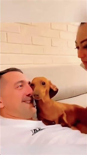 Cute & Funny Dogs 🐾 Fails That Will Make You Smile