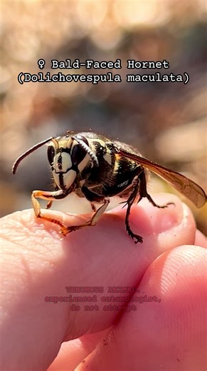 some female bald-faced hornets (Dolichovespula maculata) joined a friend and I this morning while out exploring. It was really incredible to see them in action! #entomology #hornet #insects #biology #bugtok