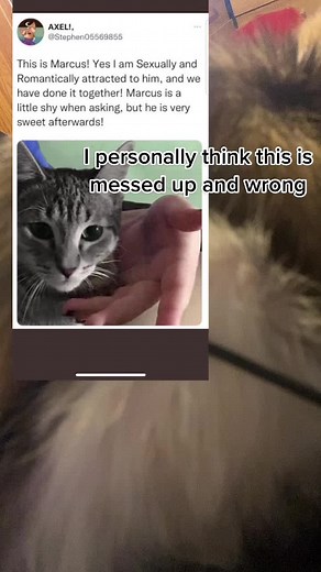 Understanding Relational Dynamics with Pets