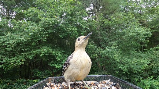 5.9K views · 482 reactions | Common Grackles, Juvenile Red-Bellied Woodpecker, Blue Jay | Critter Cam | Facebook