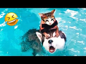 Funny Animal Fails 😂🐶🐱 | Hilarious Pet Bloopers Compilation 2025
