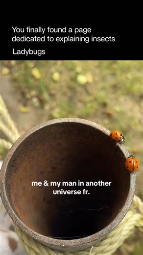 Explaining Insects 🦋 on Instagram: "Ladybugs are small, brightly colored beetles known for their rounded bodies and signature spots. They are considered symbols of good luck in many cultures and are beloved for their gentle appearance and helpful nature in gardens. Despite their cute look, ladybugs are fierce predators—especially as larvae. They feed on soft-bodied pests like aphids, mites, scale insects, and whiteflies, making them incredibly valuable for natural pest control. A single ladybug